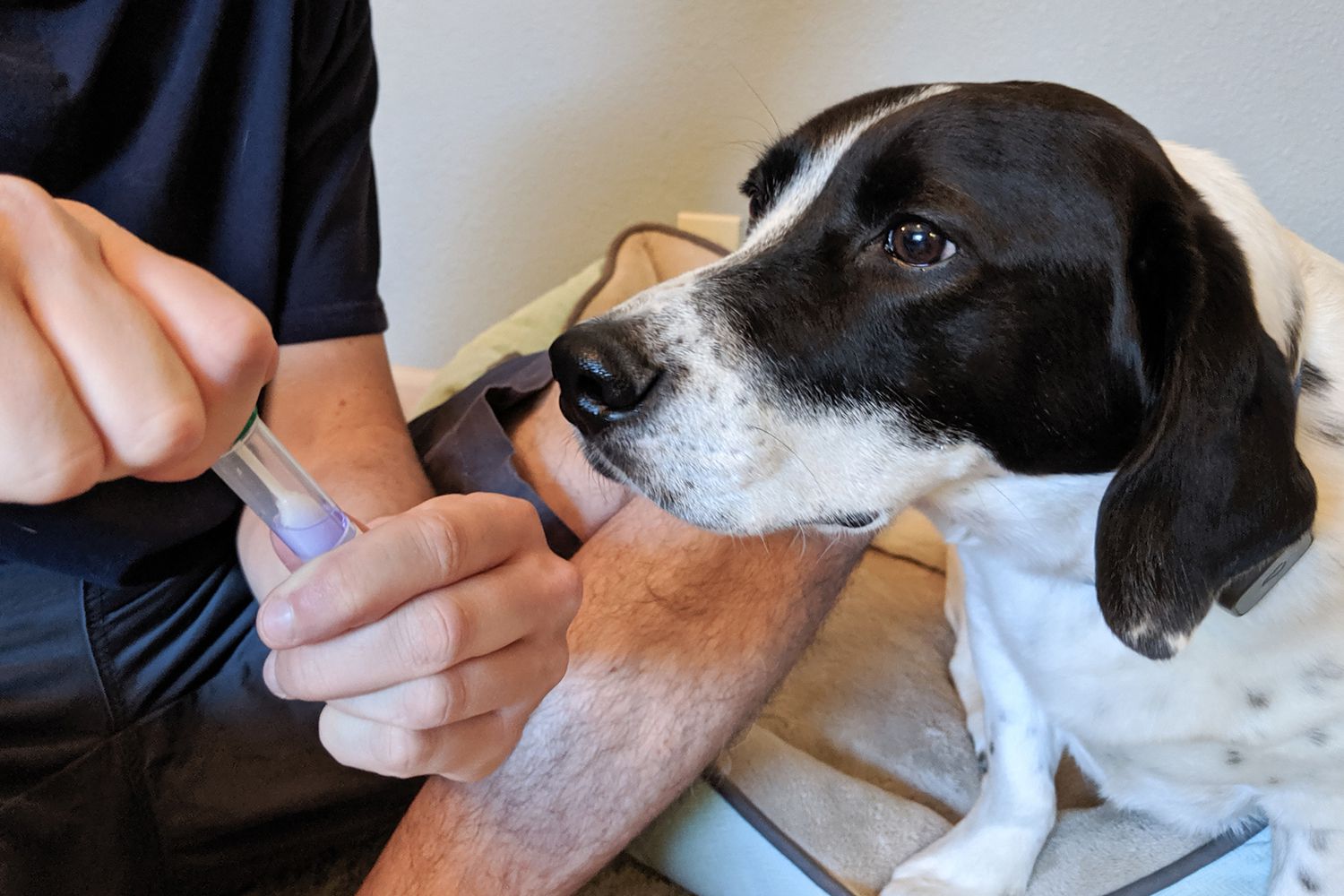 What a dog DNA test can’t tell you (and what it can)