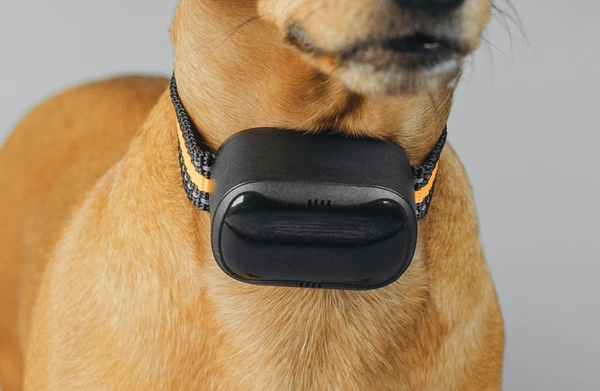 Common mistakes owners make with GPS collars