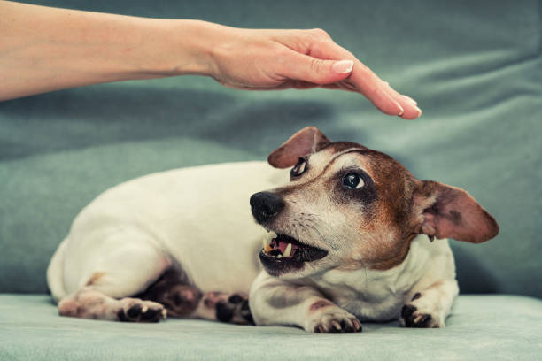 Can DNA explain your dog’s behavior quirks?