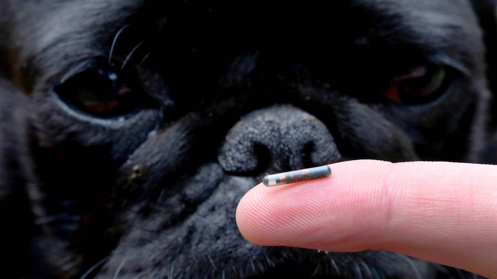 Can smart collars replace microchips?
