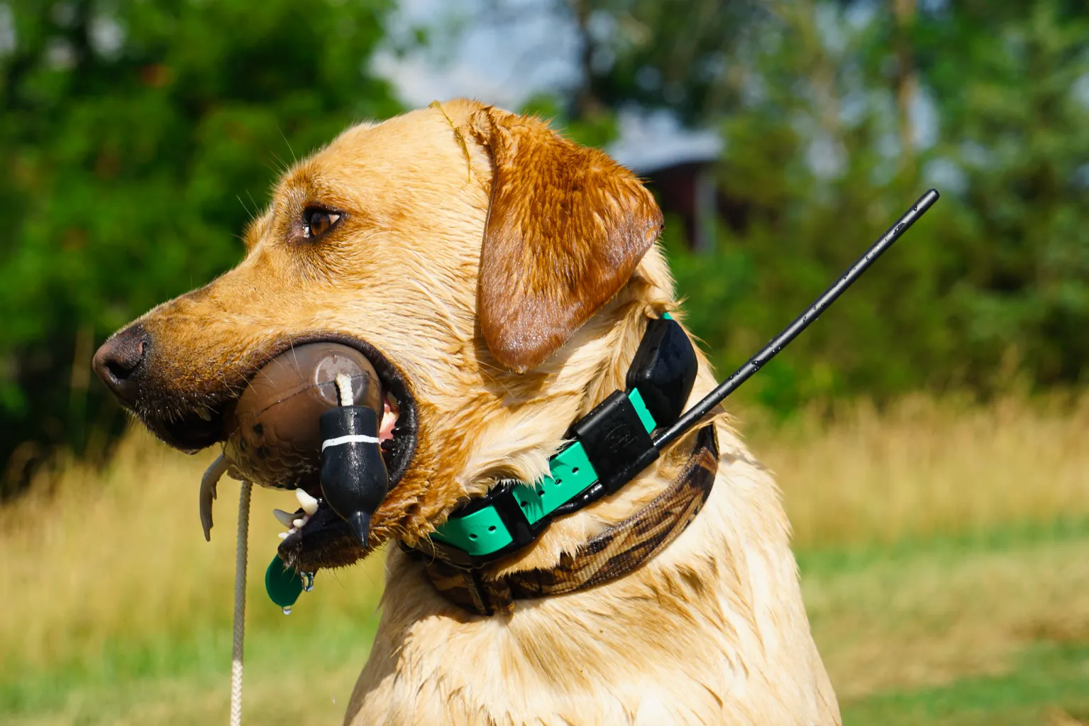 How GPS collars help if your dog bolts from the leash