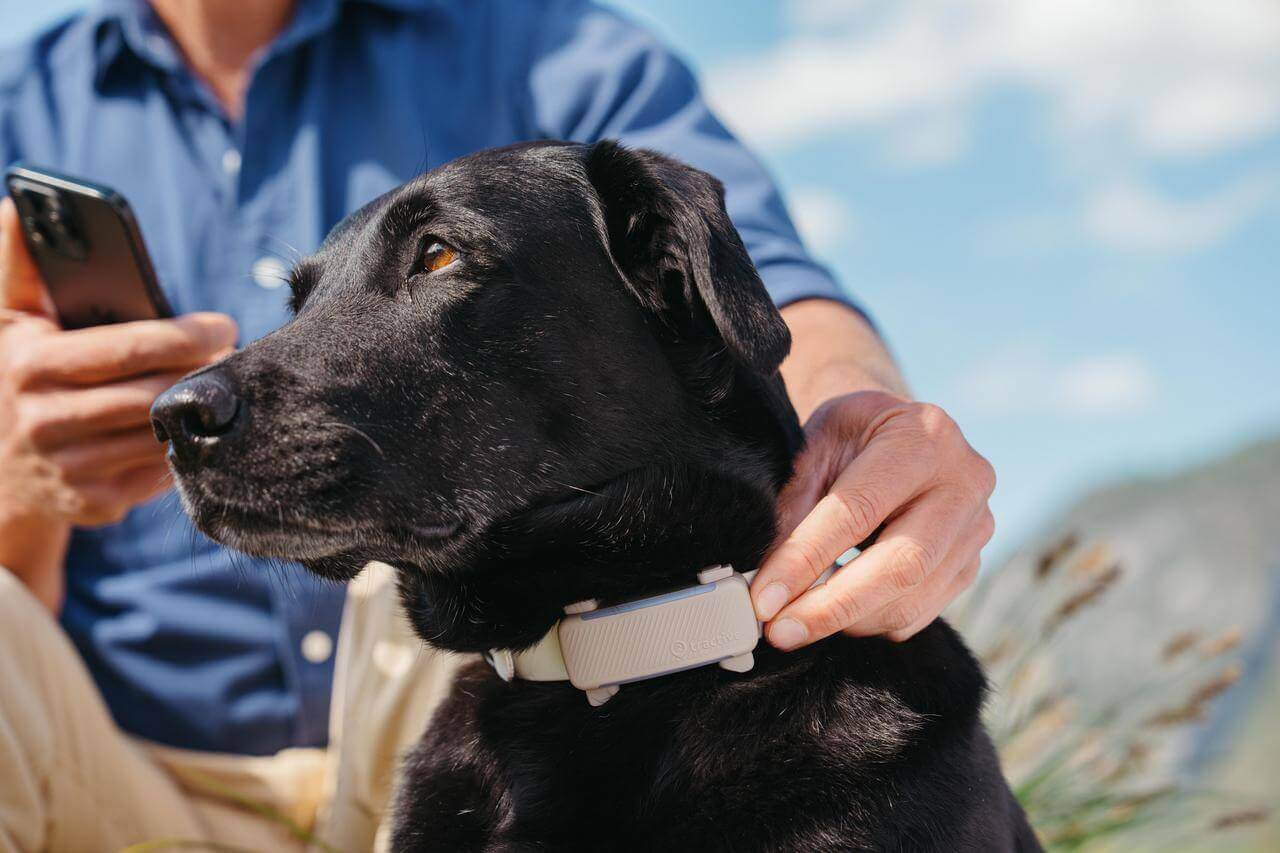 Indoor-only dogs: is a smart collar worth it?