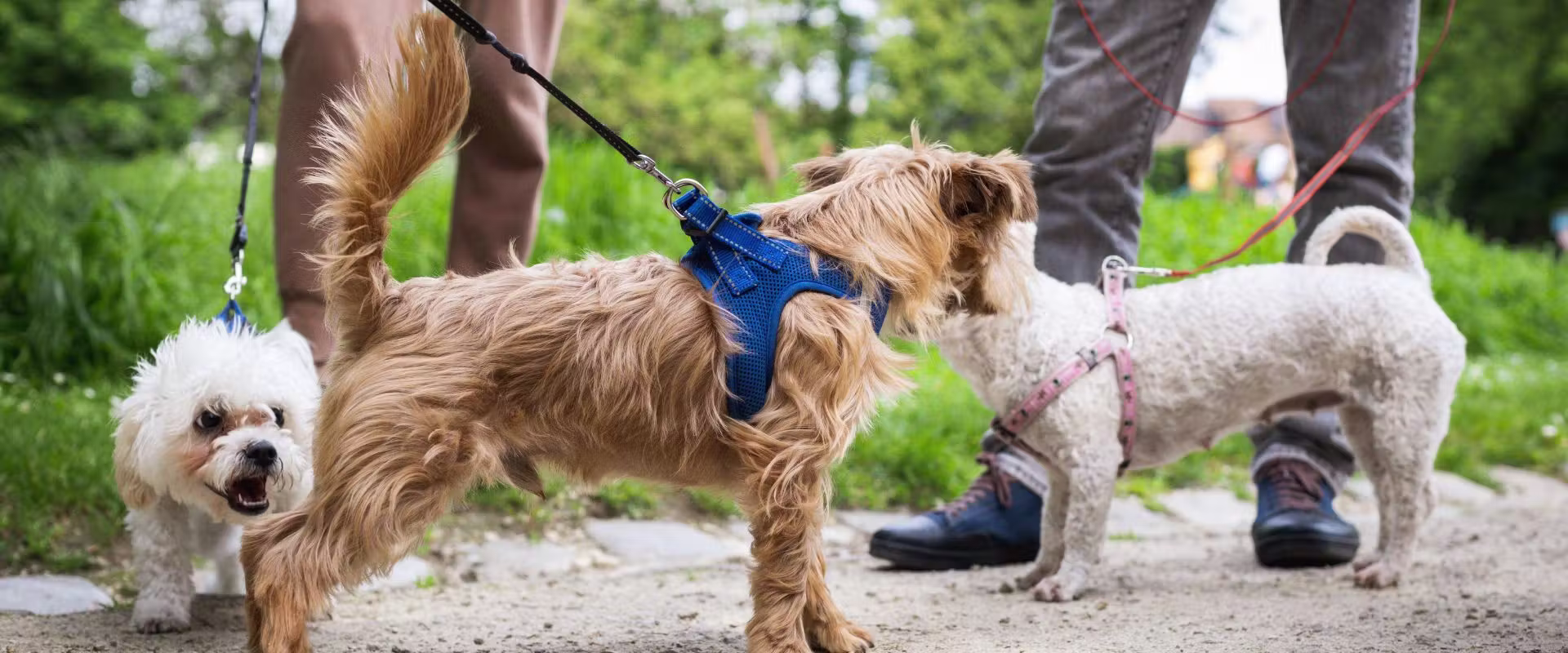 Safety setups for dogs staying with sitters or walkers