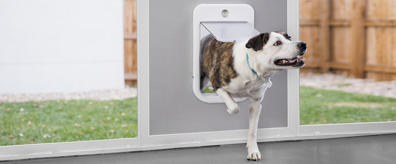 Smart home safety ideas for dog owners