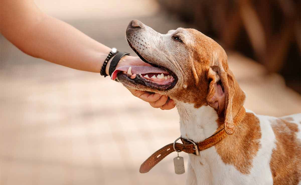 The best ways to ID your dog so they’re never “just lost”