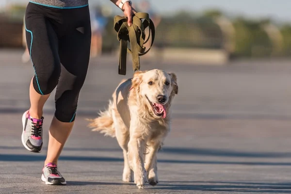 What dog activity trackers actually measure