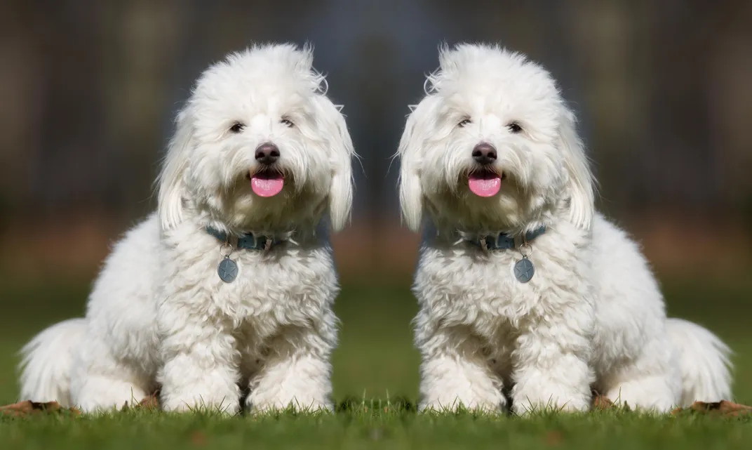 How dog cloning works — cost, process, and reality