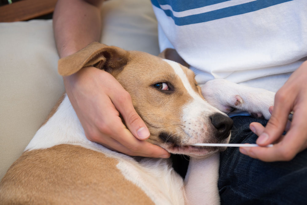 Could your dog’s DNA help future treatments for other dogs?
