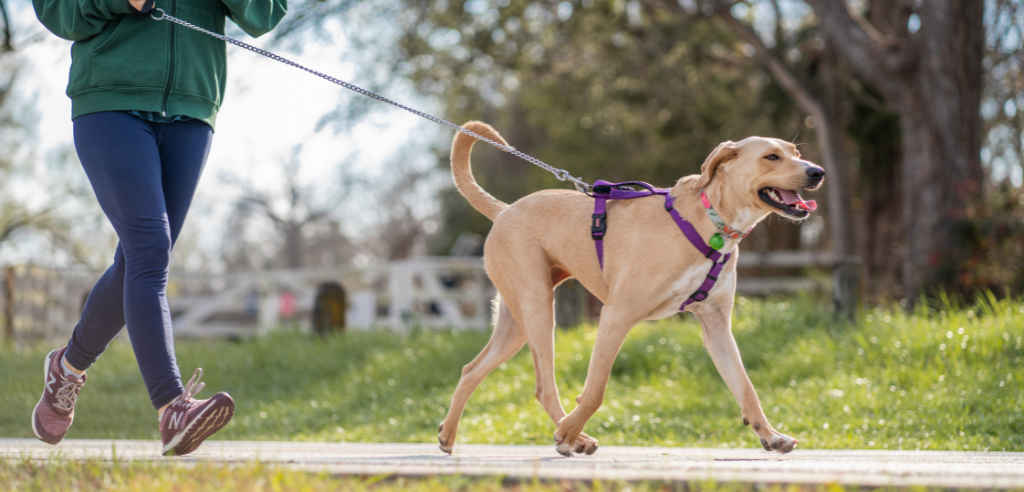 Do dogs really need fitness goals? A practical guide for owners