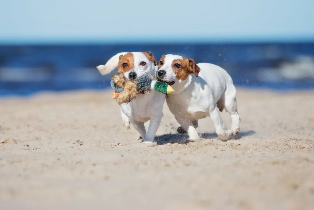 How genetics and lifestyle together shape your dog’s future