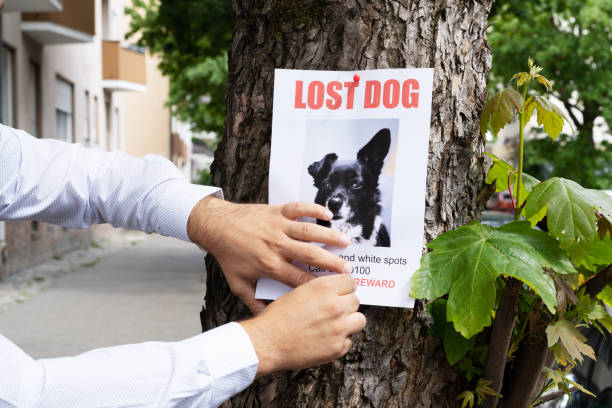 How to create a “lost dog plan” before anything happens